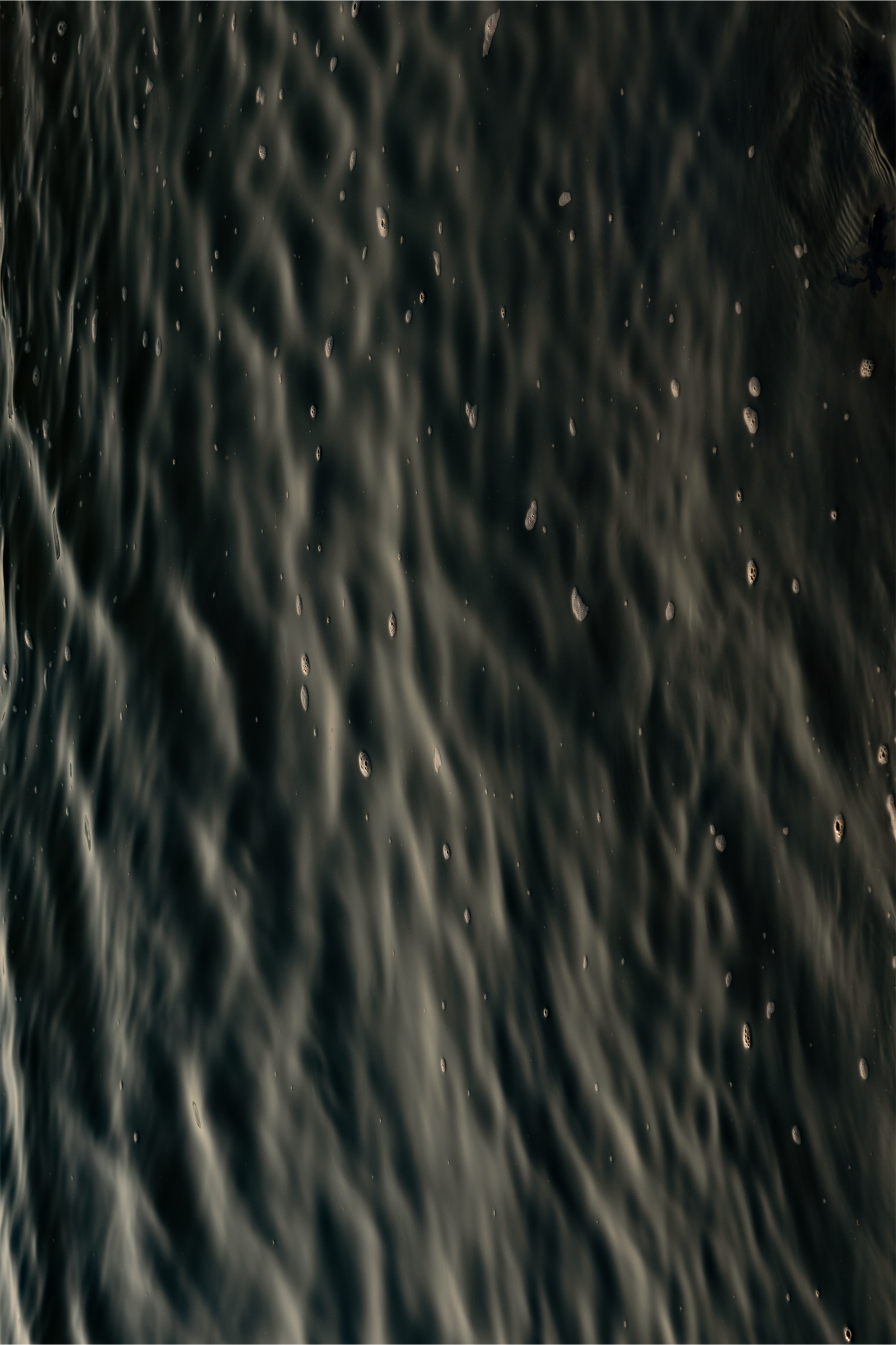 Photo of hte sea ion black and white